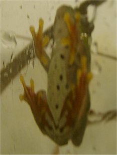 Hyperolius fusciventris burtoni (female)