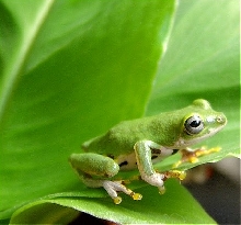 Hyperolius fusciventris burtoni