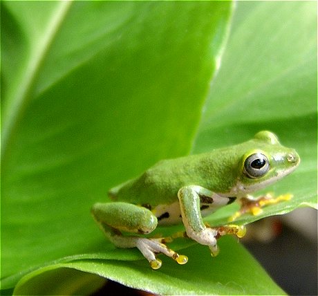 Hyperolius fusciventris burtoni