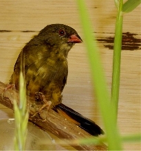 Gold breatsed waxbill??