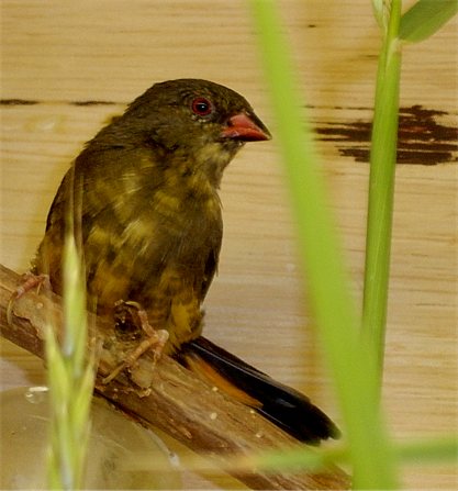 Gold breatsed waxbill??