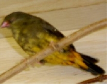 Gold breatsed waxbill??