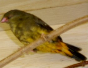 Gold breatsed waxbill??