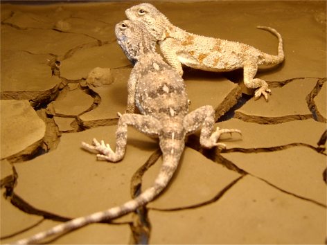 Sinai agamas