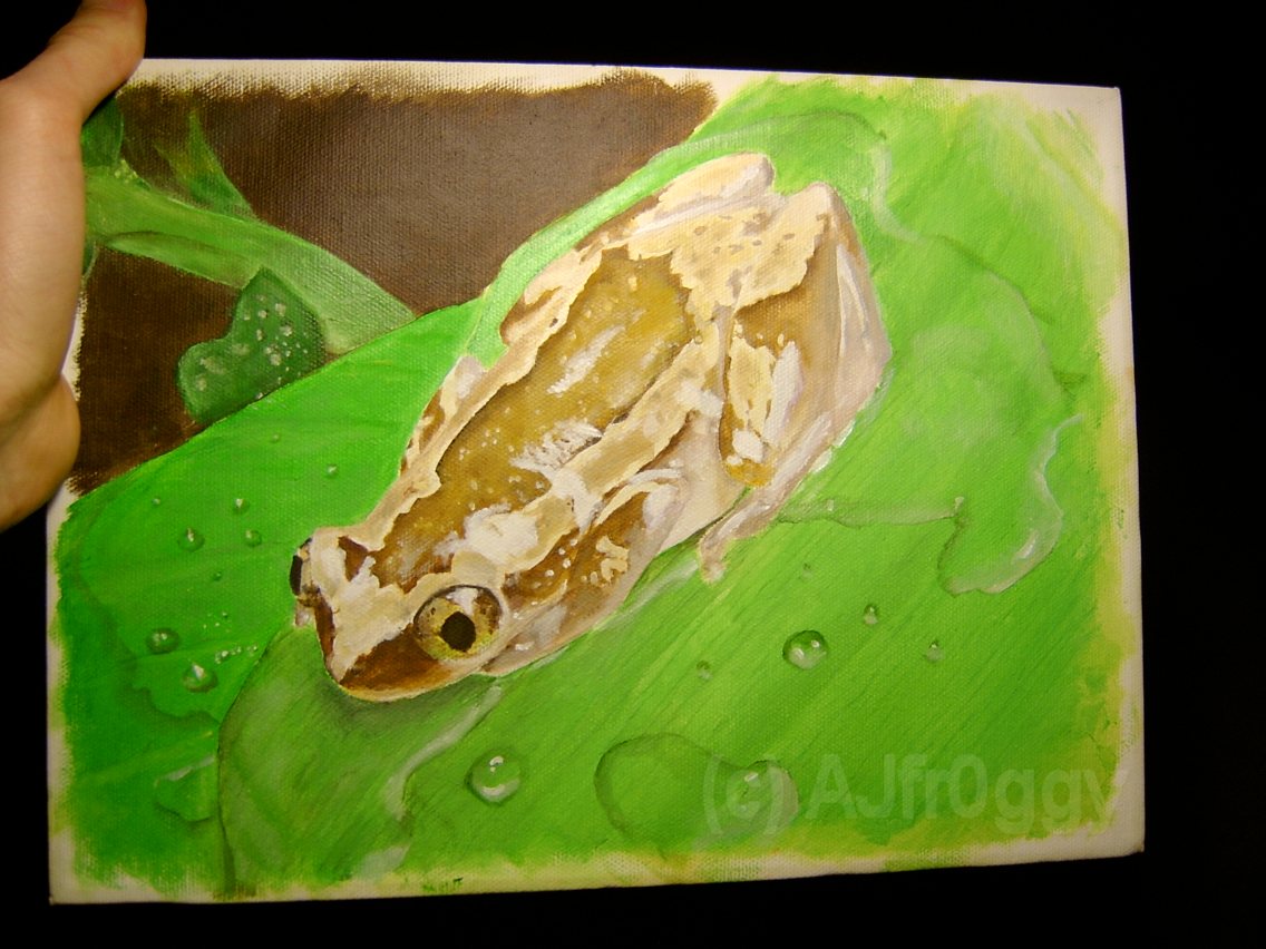 Afrixalus dorsalis painting