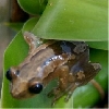 reed frog again
