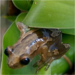 reed frog again