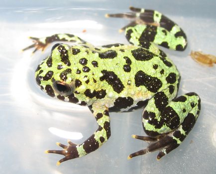 Bombina orientalis