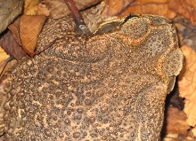 Roccoco toad