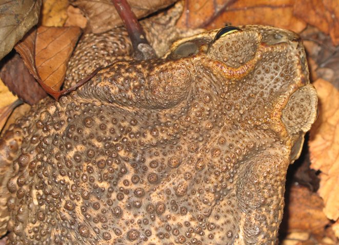 Roccoco toad