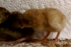 Baby chines painted quail