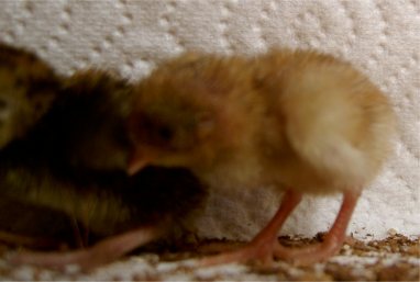 Baby chines painted quail