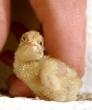 Baby chinese painted quail