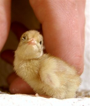 Baby chinese painted quail