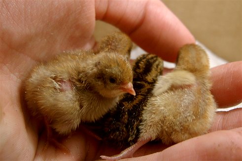 baby chinese painted quail