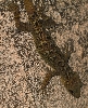 Cave gecko