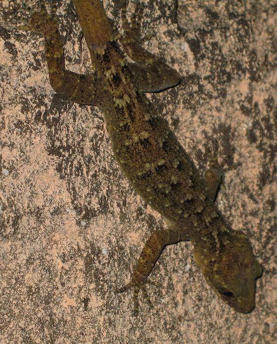 Cave gecko