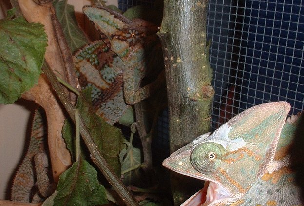 female and male vieled