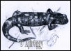 Pencil drawing of a fire salamander