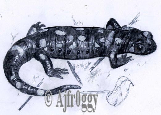 Pencil drawing of a fire salamander