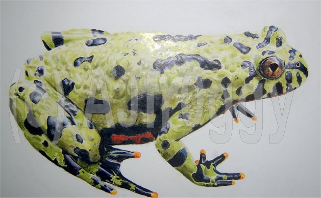colour pencil drawing
