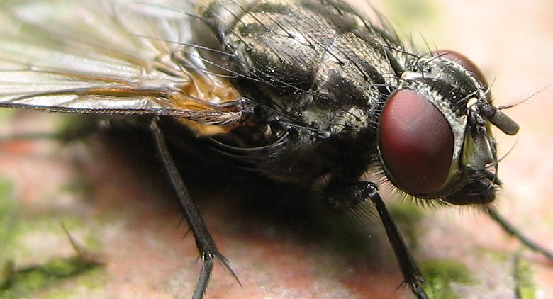 Fly