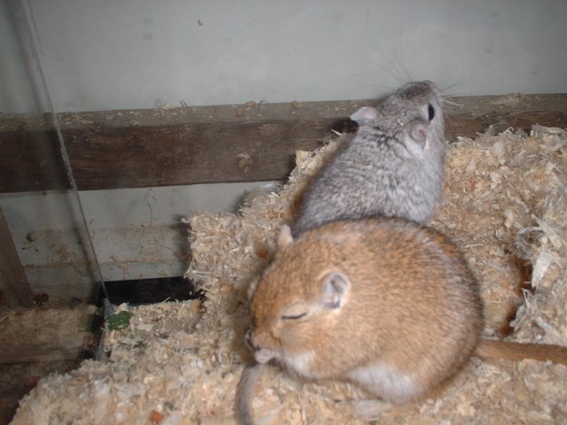 2 fat gerbils