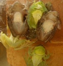 Hyperolius guttulatus