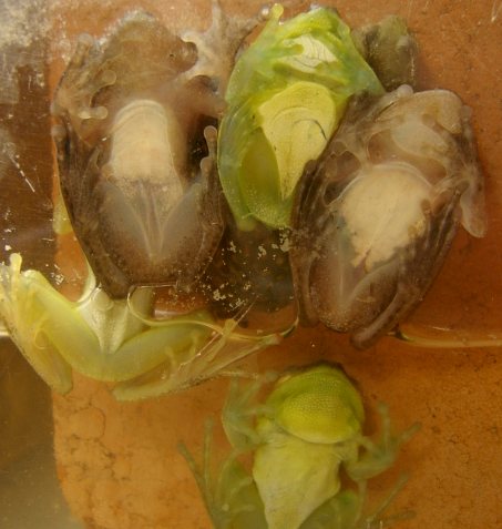 Hyperolius guttulatus