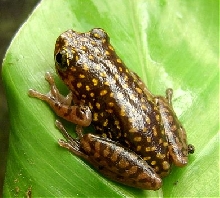 Hyperolius guttulatus