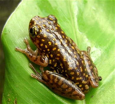 Hyperolius guttulatus