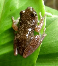 Female Hypeolious Guttulatus