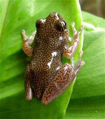 Female Hypeolious Guttulatus