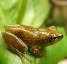 Male Hypeolious Guttulatus