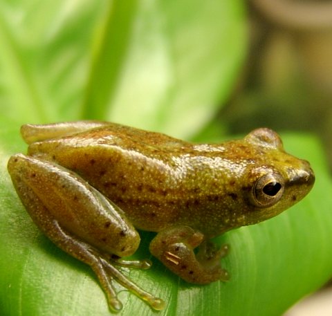 Male Hypeolious Guttulatus