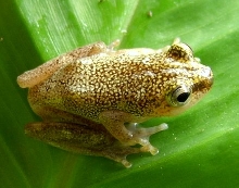 Male Hypeolious Guttulatus