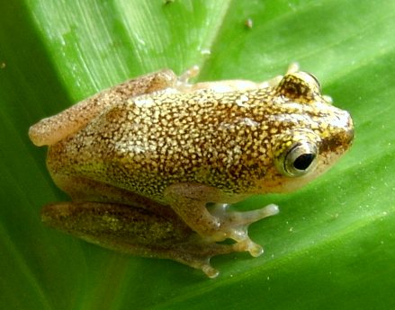 Male Hypeolious Guttulatus