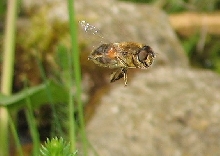 Hover fly