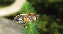 Hover fly