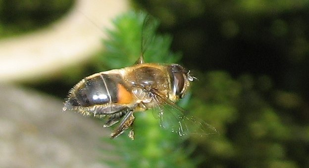 Hover fly