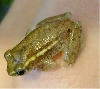 Hyperolius cinnamomeoventris???