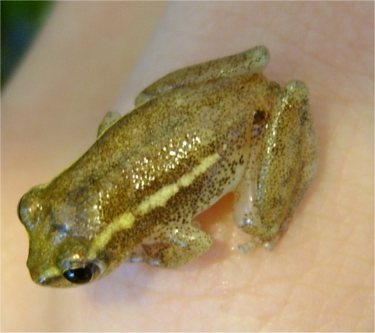 Hyperolius cinnamomeoventris???