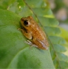 Hyperolius cinnamomeoventris???