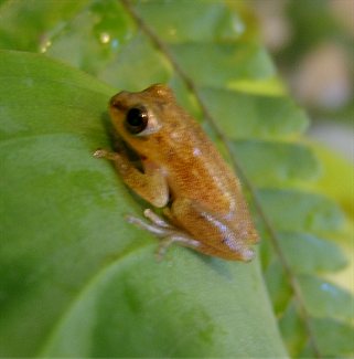 Hyperolius cinnamomeoventris???