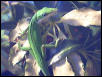 One of my male Green anoles
