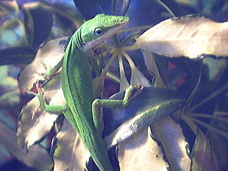 One of my male Green anoles