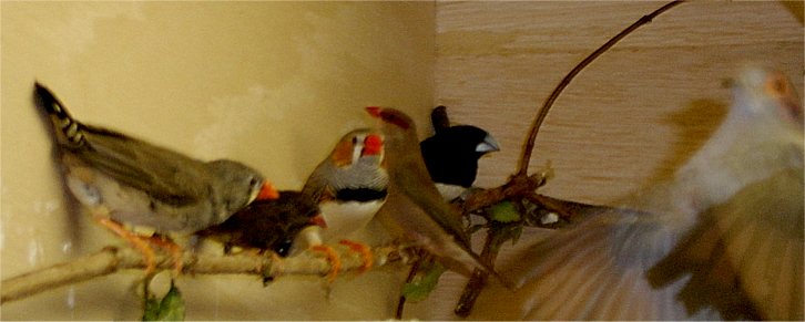finches