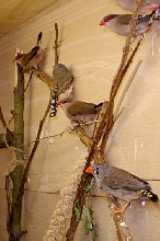 finches
