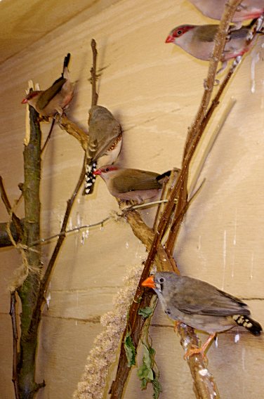 finches