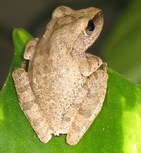 Polypedates leucomystax